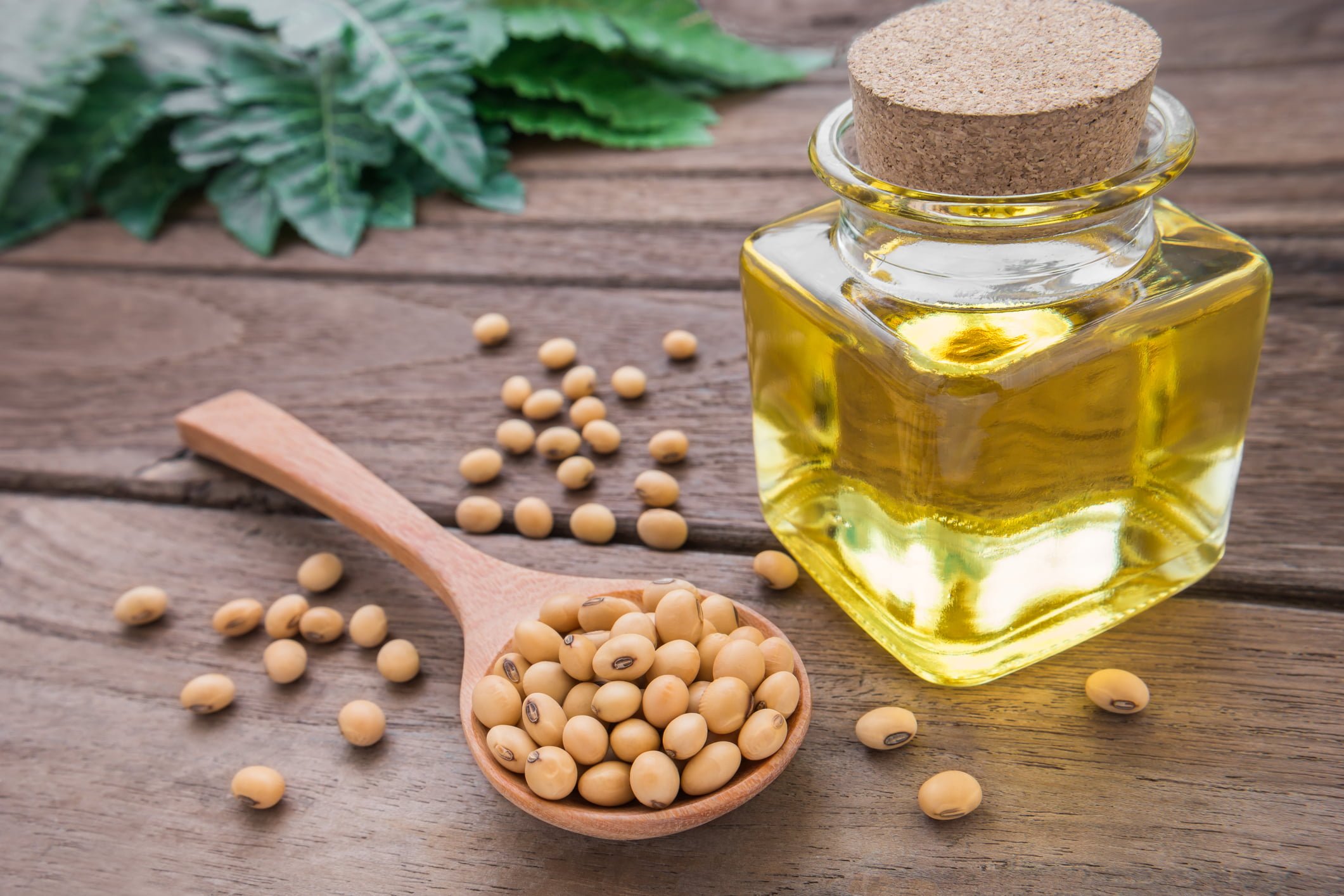 Soy bean and soy oil on wooden table
