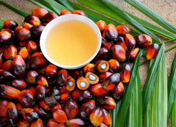 palm